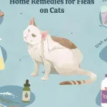 Flea Remedies