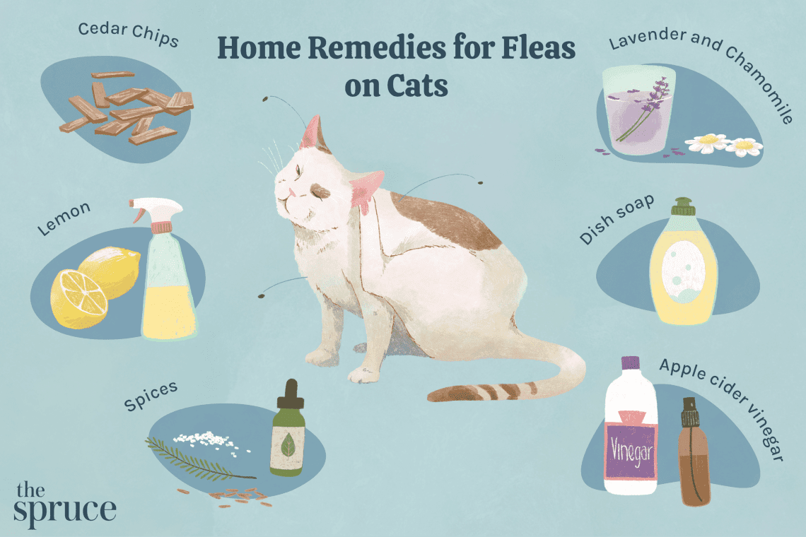 Fleas in cats &#8211; how to effectively remove fleas