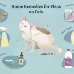 Fleas on a cat. What to do?