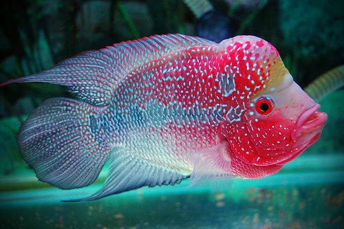 Flowerhorn