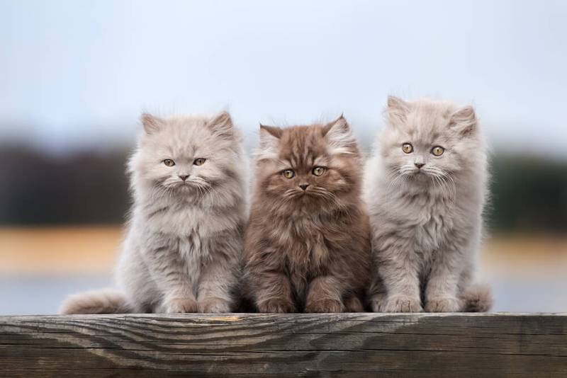 fluffy cats