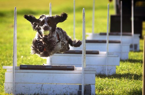 Flyball for dogs