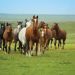 Is it good for horses to pasture