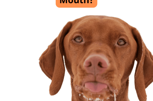 Foam from the mouth of a dog &#8211; causes and what to do?