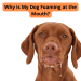 The dog breathes often and heavily &#8211; why and what to do?