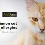 Food allergies in cats