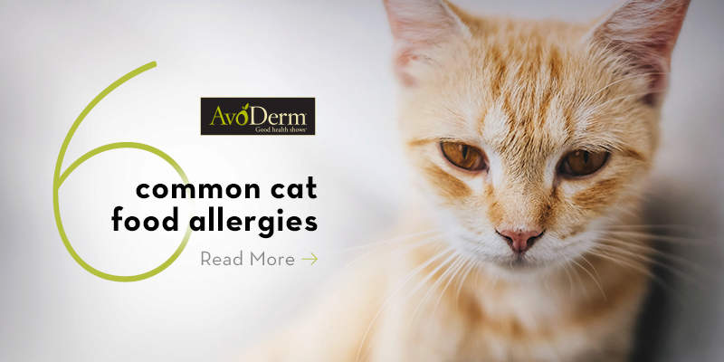 Food allergies in cats