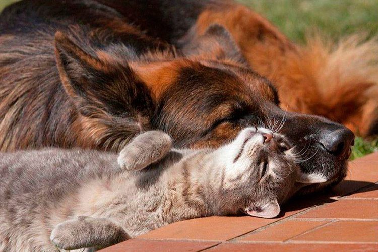 For a cat and a dog to live in perfect harmony
