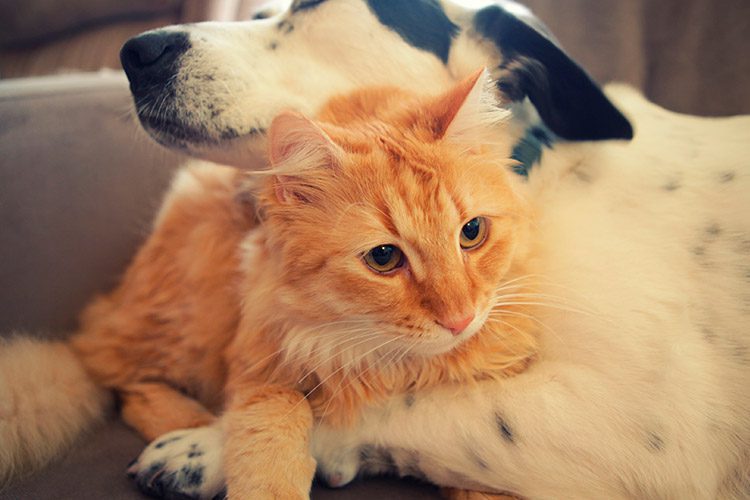 For a cat and a dog to live in perfect harmony
