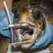 Vibrotherapy in the treatment of turtles