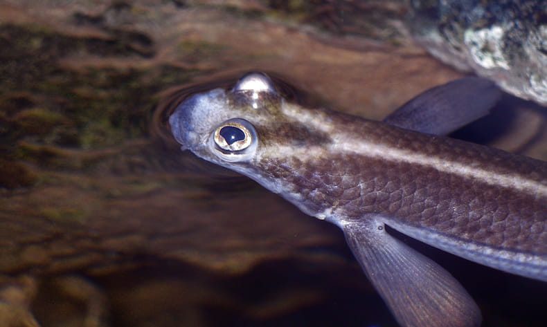 Four-eyed fish