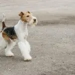 Fox Terrier