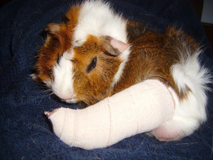 Fractures in guinea pigs
