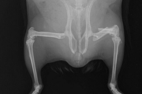 Fractures in guinea pigs