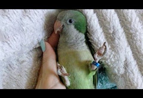 Fractures in parrots and first aid