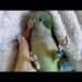 Poisoning in parrots