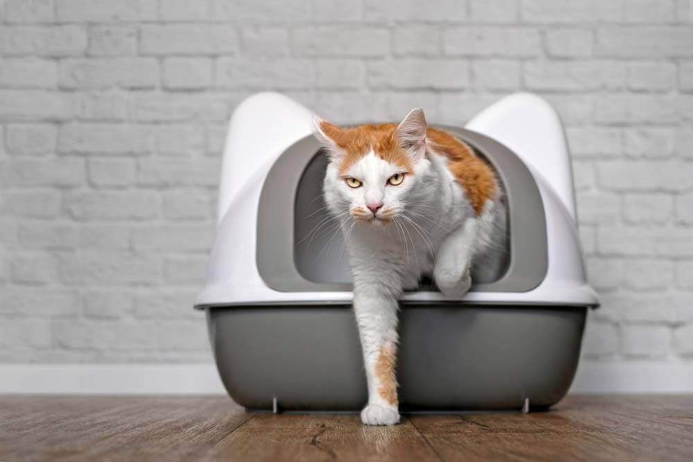 Frequent urination in a cat &#8211; causes and treatment