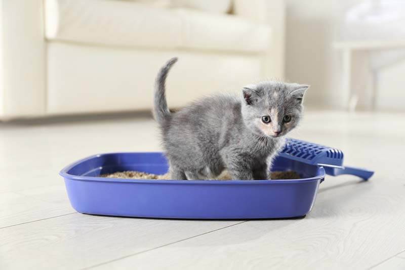 Frequent urination in a cat - causes and treatment