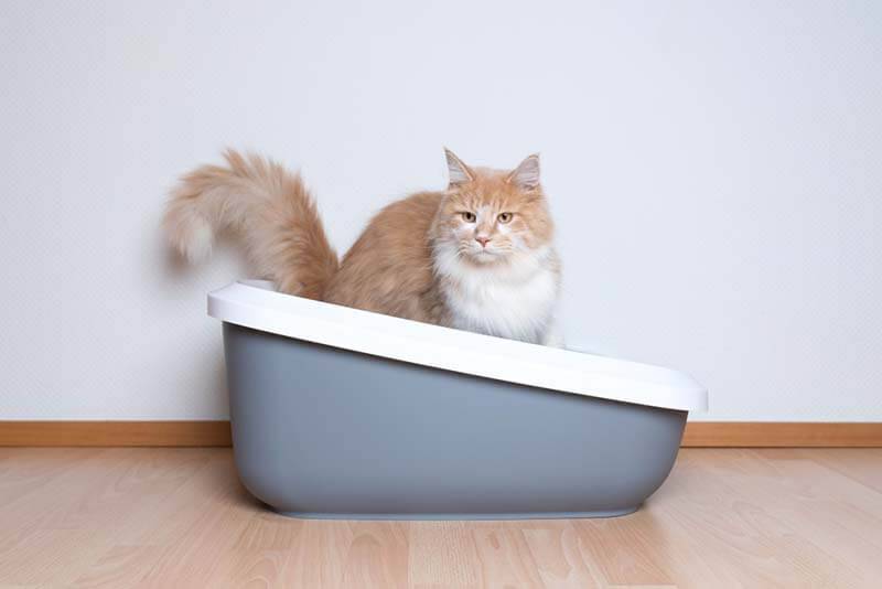 Frequent urination in a cat - causes and treatment