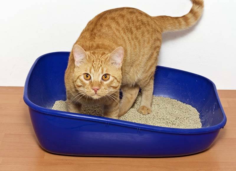 Frequent urination in a cat - causes and treatment