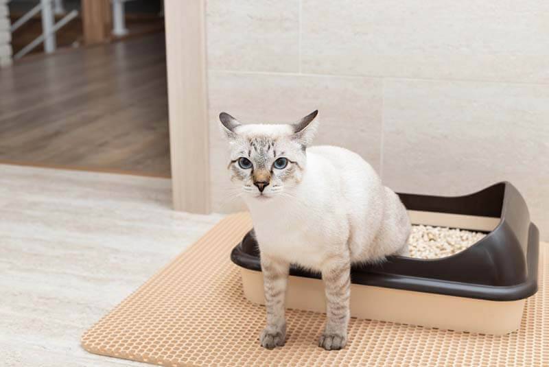 Frequent urination in a cat - causes and treatment