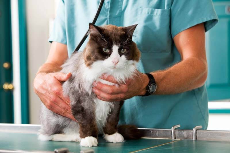 Frequent urination in a cat - causes and treatment