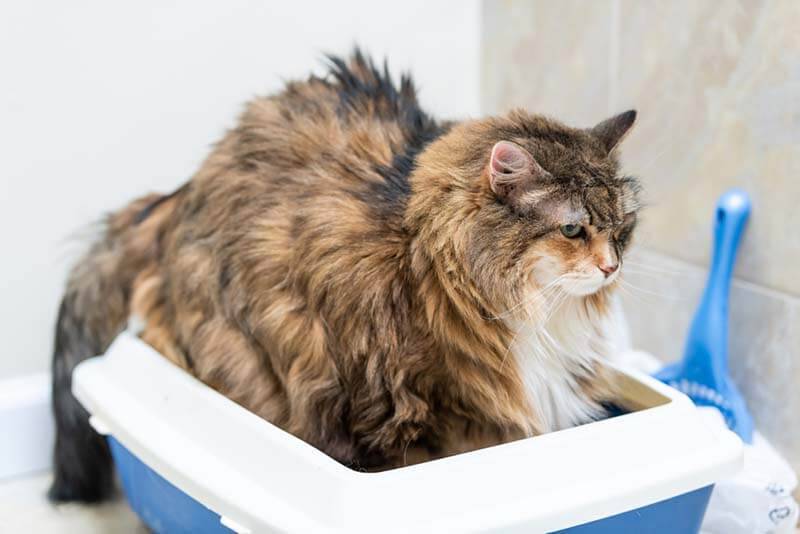 Frequent urination in a cat - causes and treatment