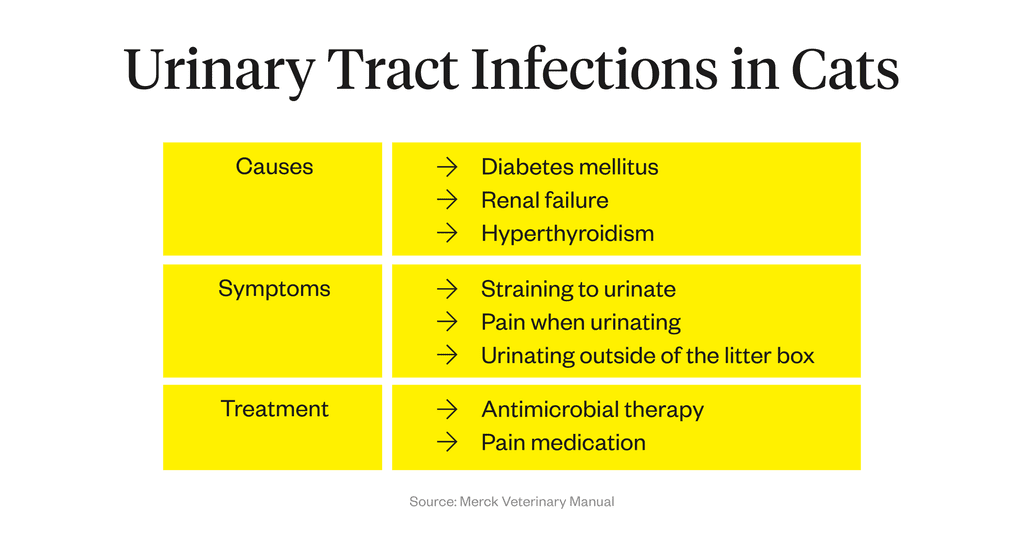 Frequent urination in a cat &#8211; causes and treatment