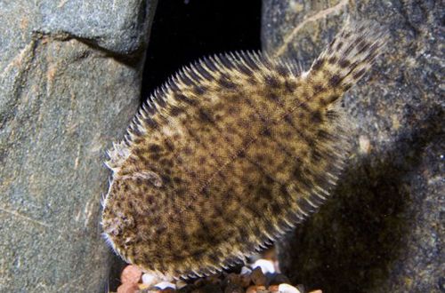Freshwater flounder