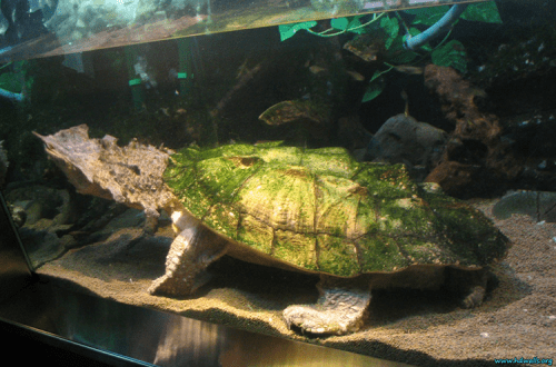 Fringed turtle (matamata)