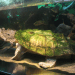 Big-headed mud turtle