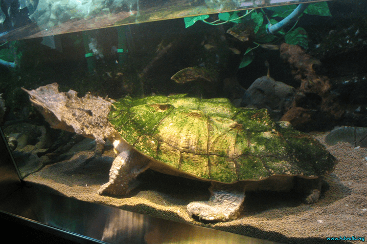 Fringed turtle (matamata)