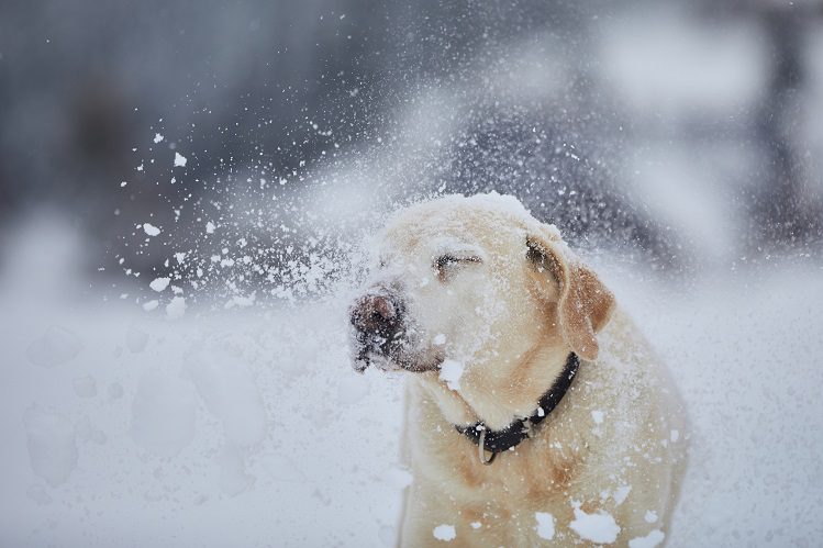 Frostbite in Dogs: Signs and How to Help