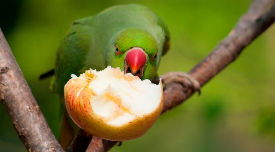 Fruits and vegetables for the parrot