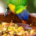 Cereal mixes and cereals for parrots
