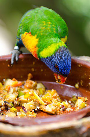 Fruits and vegetables for the parrot