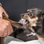 Frustration in dogs