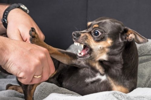 Frustration in dogs