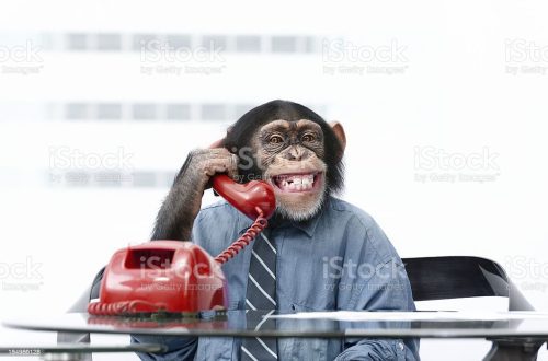 Funny monkey in the office