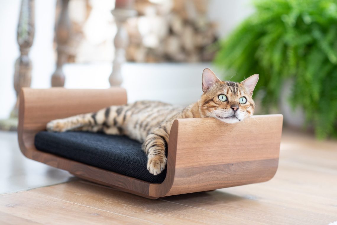 Furniture for a cat: why is it needed and how to choose?