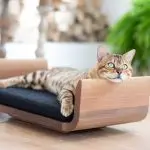 Furniture for a cat: why is it needed and how to choose?