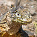 Galapagos terrestrial iguana