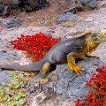 Galapagos terrestrial iguana