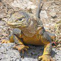 Galapagos terrestrial iguana