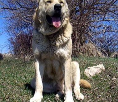 Gampr (Armenian wolfhound)