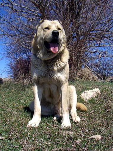 Gampr (Armenian wolfhound)