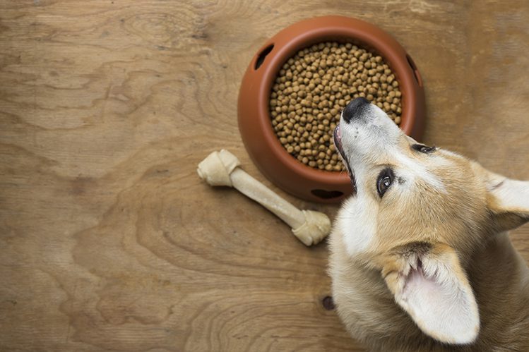 Gastroenteritis in dogs