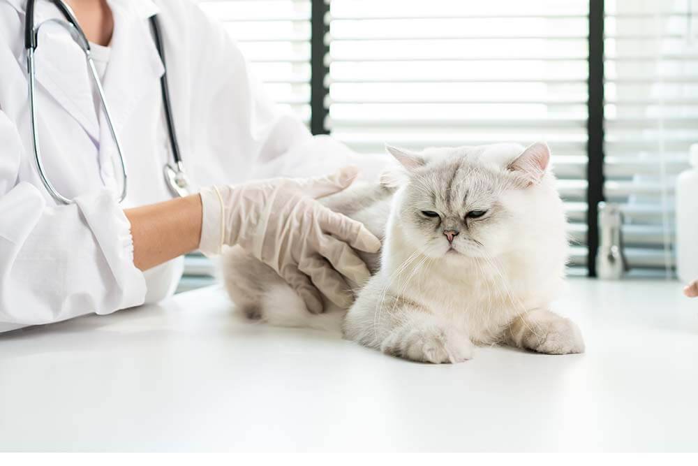 Gastroenterocolitis in cats