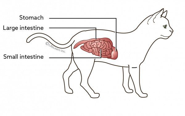 Gastroenterocolitis in cats