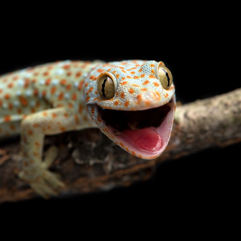 Gecko Toki: maintenance and care at home